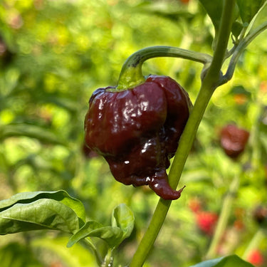 CPR Hot Pepper - (Chocolate Primo Reaper) - Seeds - The Pepper Pantry (Formerly Marie Sharp's)